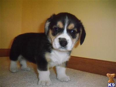 Pembroke Welsh Corgi Puppies for Sale