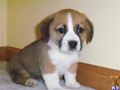 Pembroke Welsh Corgi Puppies for Sale