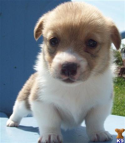 Pembroke Welsh Corgi Puppies for Sale