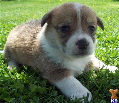 Pembroke Welsh Corgi Puppies for Sale