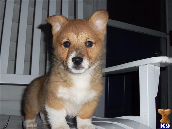 Puppies in IA