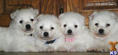 American Eskimo Dog Puppies for Sale