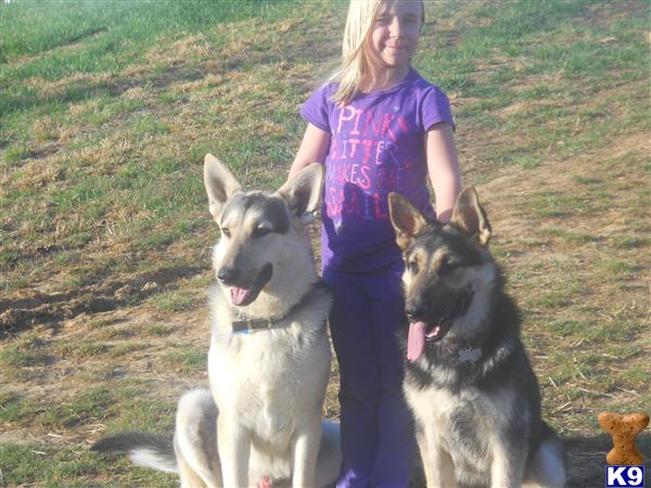 german shepherd puppies wv document moved german shepherd puppies wv document moved