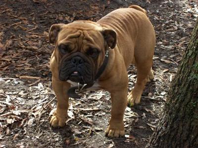 Stud Dogs in SC