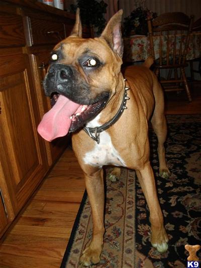 Stud Dogs - Boxer