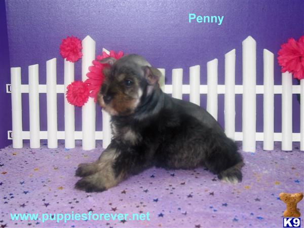 Miniature Schnauzer Puppies in TX