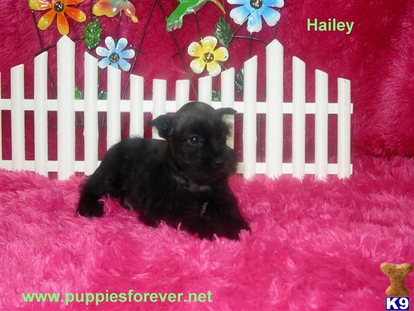 Miniature Schnauzer Puppies in TX