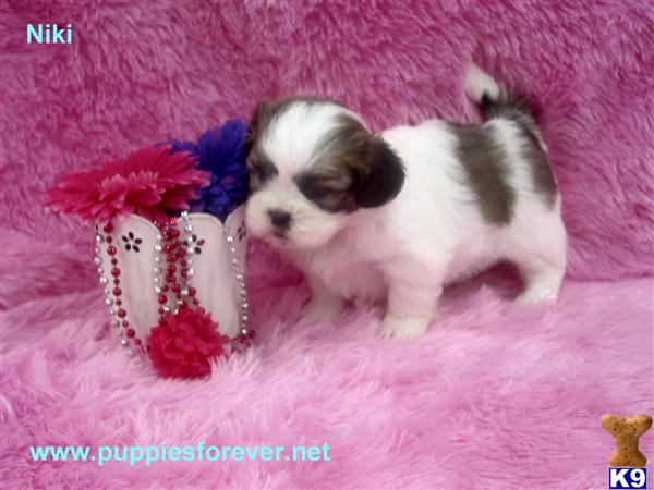 Shih Tzu Puppies in TX
