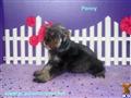 Miniature Schnauzer