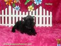 Miniature Schnauzer