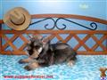 Miniature Schnauzer