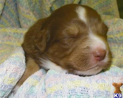 Australian Shepherd Puppies for Sale