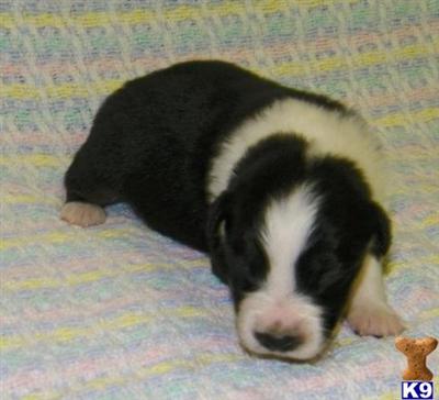 Australian Shepherd Puppies for Sale