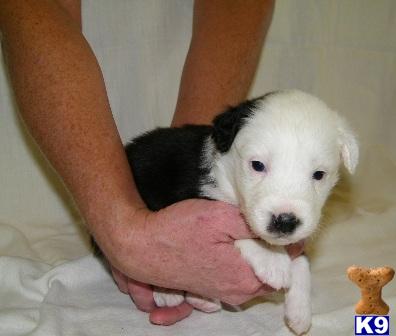 Australian Shepherd Puppies for Sale