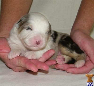 Australian Shepherd Puppies for Sale