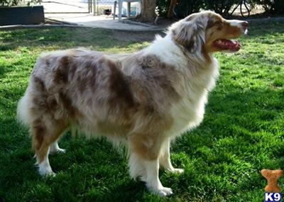 Australian Shepherd Puppies for Sale