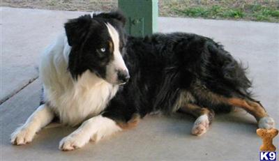 Australian Shepherd Puppies for Sale