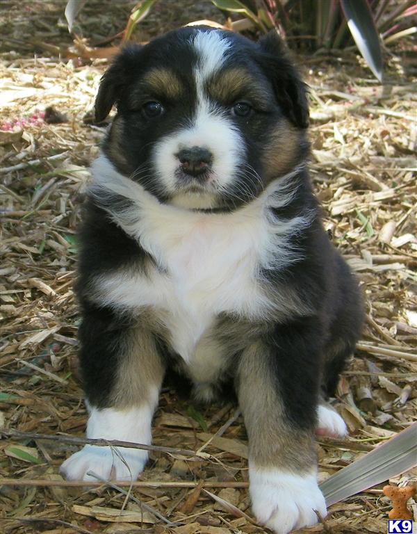 Puppies in Mira loma