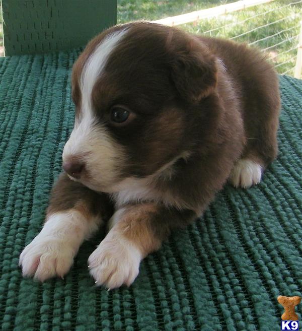 Puppies in Mira loma