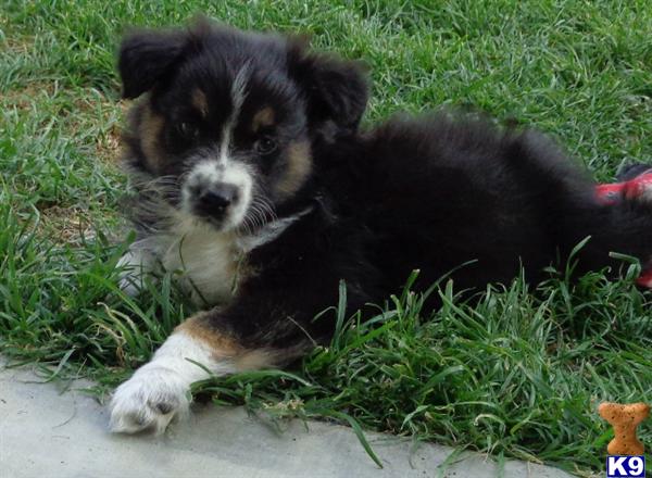 Australian Shepherd Puppies in CA