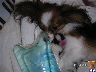 Papillon Puppies for Sale