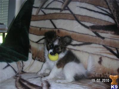 Papillon Puppies