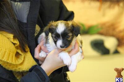 Papillon Puppies for Sale