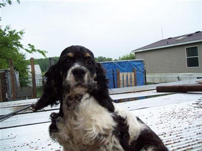 Dogs for Sale in MO