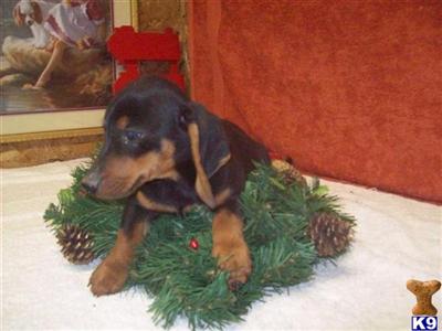 Dachshund Puppies for Sale
