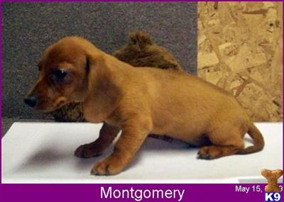 Puppies in MO