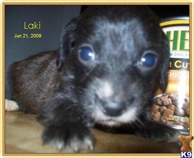 Puppies in MO