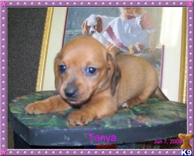 Puppies in MO
