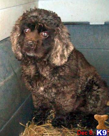 Dogs - Cocker Spaniel