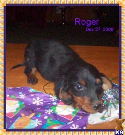 Dachshund Puppies for Sale