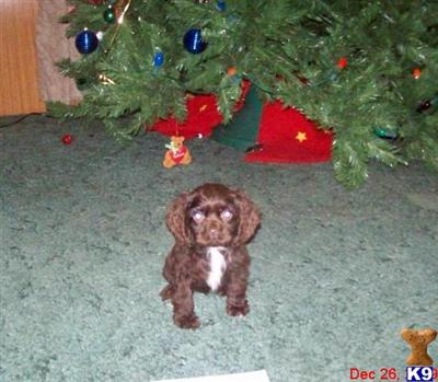 Cocker Spaniel Puppies for Sale