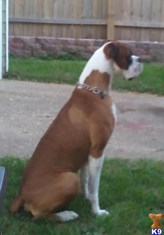 Stud Dogs - Boxer