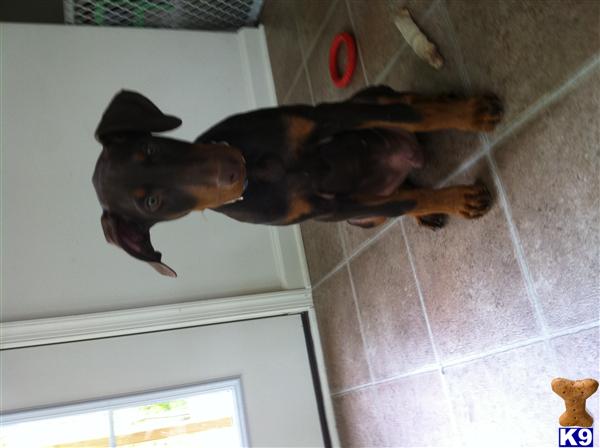Doberman Pinscher Puppies in WV