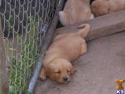 golden retriever puppies for sale in iowa. Golden Retriever Puppies in IA
