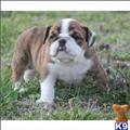 Bulldog