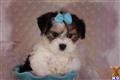 Havanese