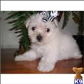 Maltipoo