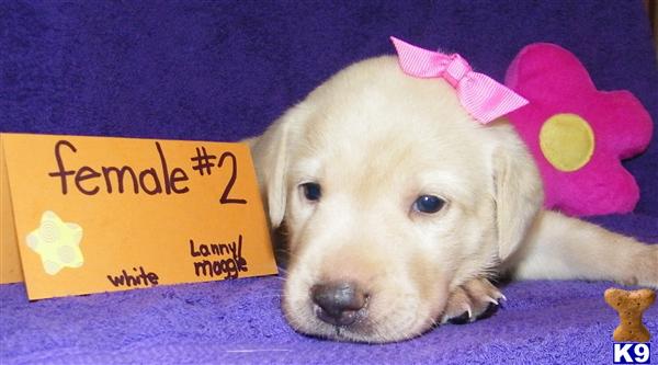 Puppies in Russell springs