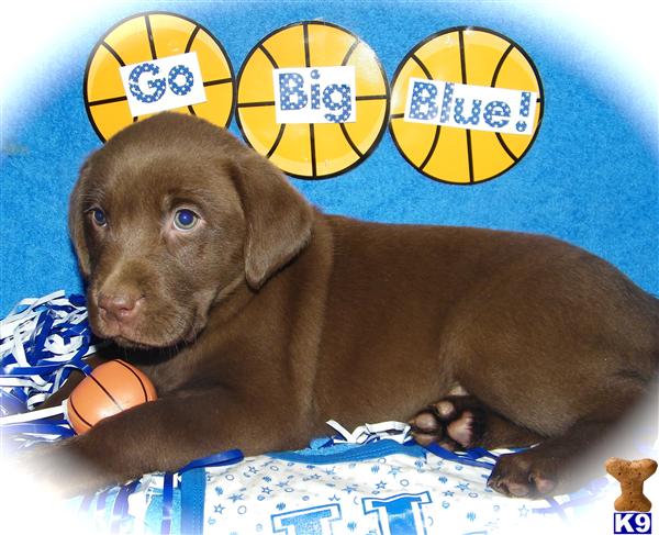 Puppies in Russell springs