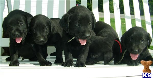 Puppies in Russell springs