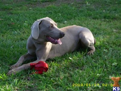 Puppies in Monroe