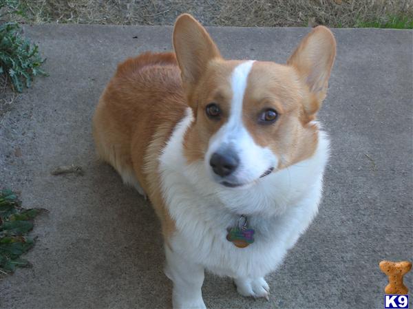 Stud Dogs - Pembroke Welsh Corgi
