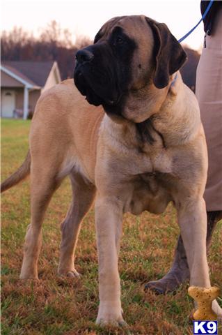 Dogs for Sale in IN