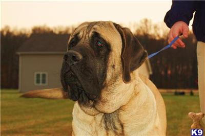 Dogs for Sale in IN