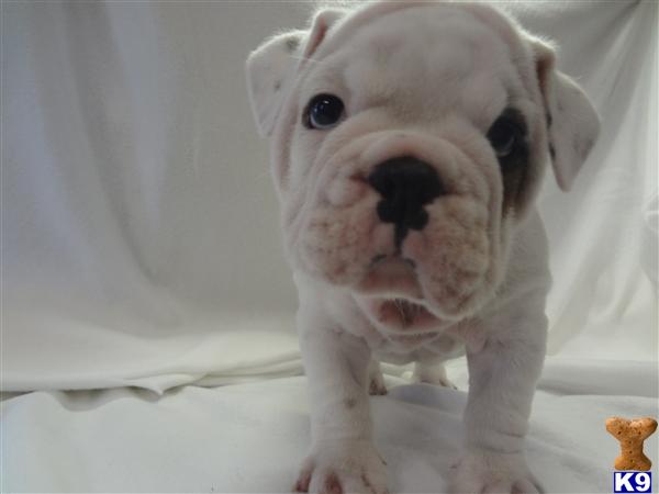 Bulldog Puppies