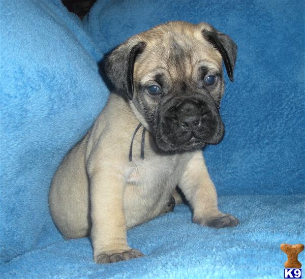 Bullmastiff Puppies